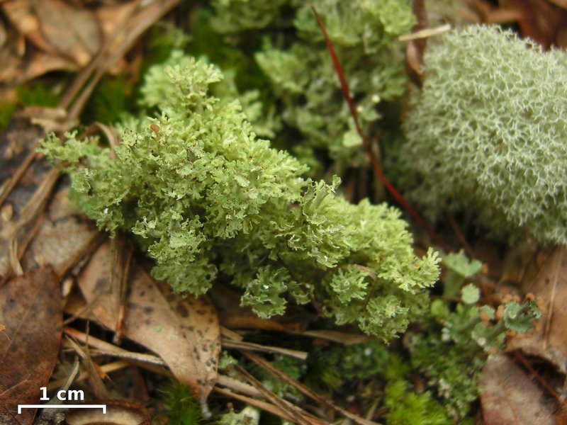 Cladonia rappii