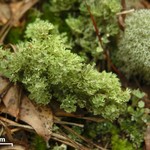 Cladonia rappii