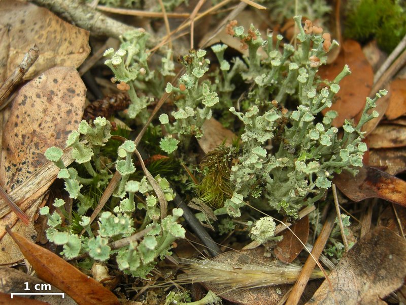 Cladonia rappii