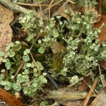 Cladonia rappii