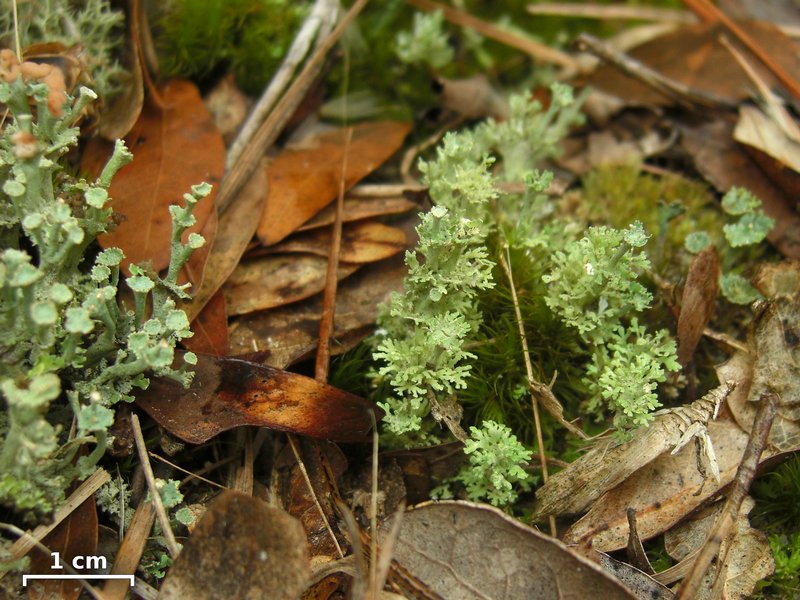 Cladonia rappii