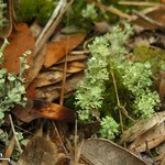 Cladonia rappii