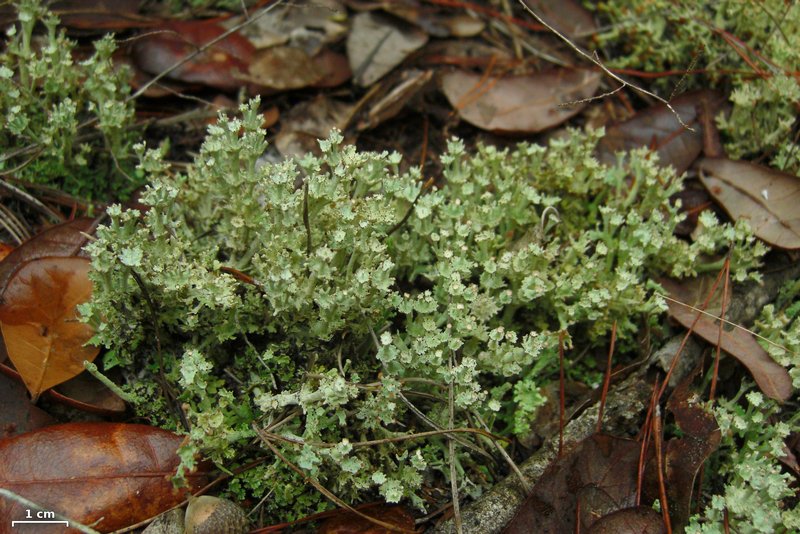 Cladonia rappii