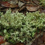 Cladonia rappii