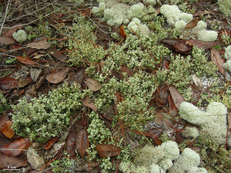 Cladonia rappii
