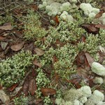 Cladonia rappii