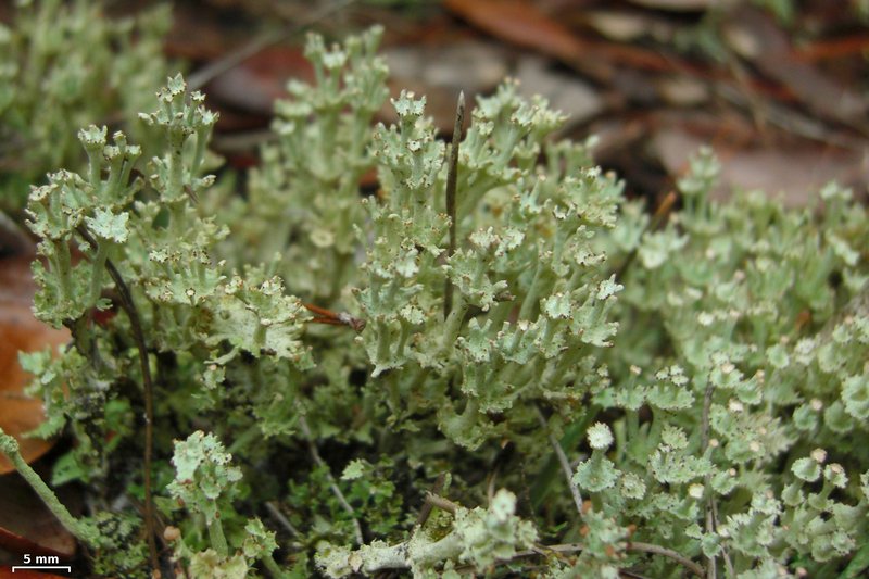 Cladonia rappii