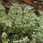 Cladonia rappii