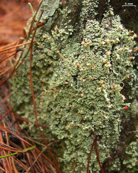 Cladonia ravenelii