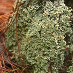 Cladonia ravenelii