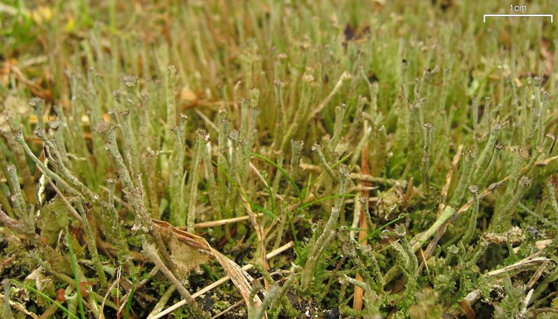 Cladonia rei