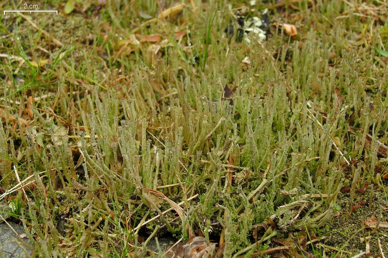 Cladonia rei