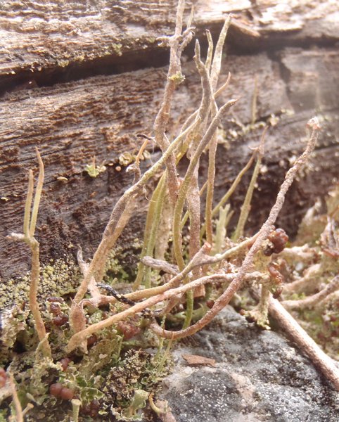 Cladonia rei