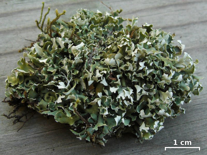 Cladonia robbinsii