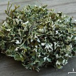Cladonia robbinsii