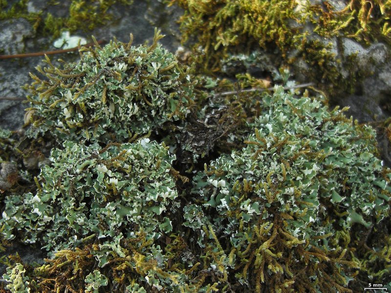 Cladonia robbinsii