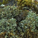 Cladonia robbinsii