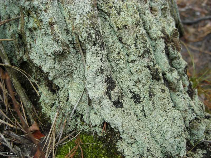 Cladonia santensis