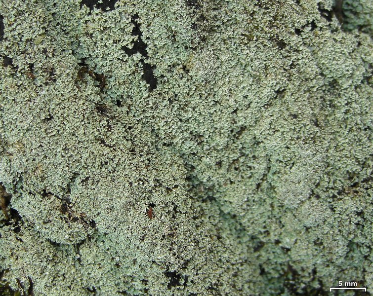 Cladonia santensis