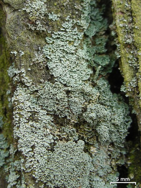 Cladonia santensis