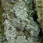 Cladonia santensis