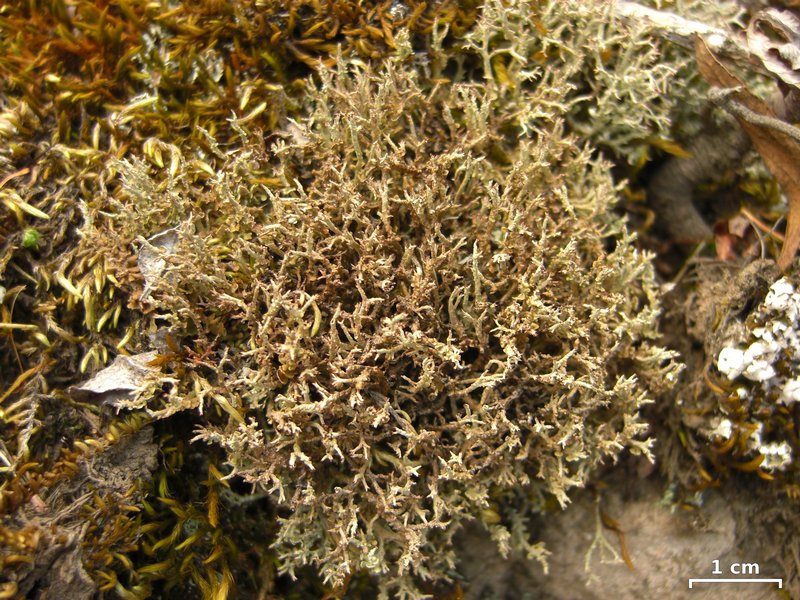 Cladonia scabriuscula