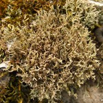 Cladonia scabriuscula