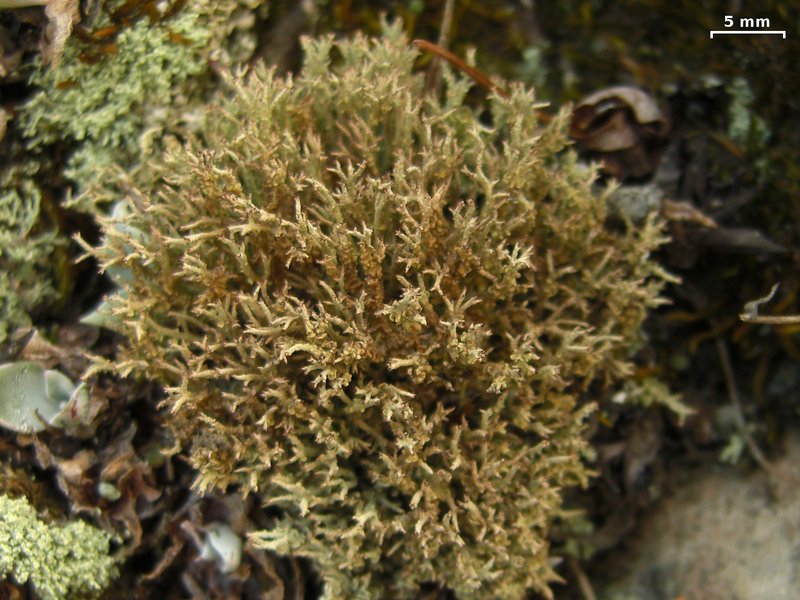 Cladonia scabriuscula