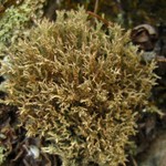 Cladonia scabriuscula