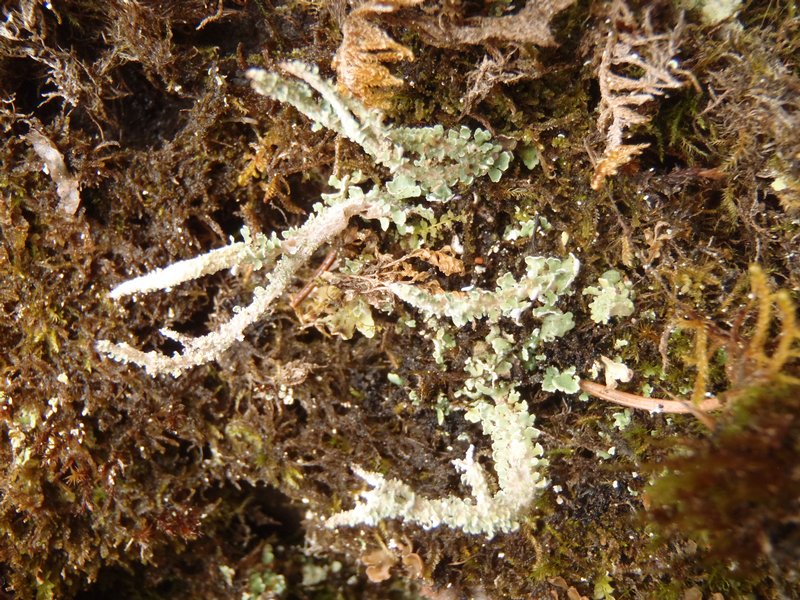 Cladonia scabriuscula
