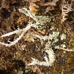 Cladonia scabriuscula