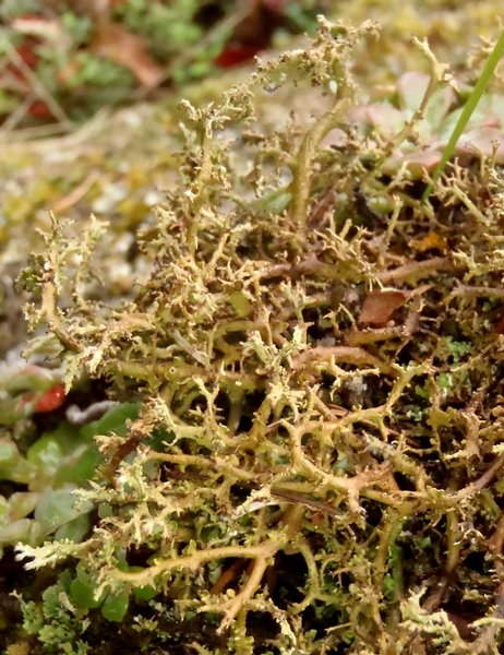 Cladonia scabriuscula