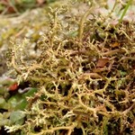 Cladonia scabriuscula