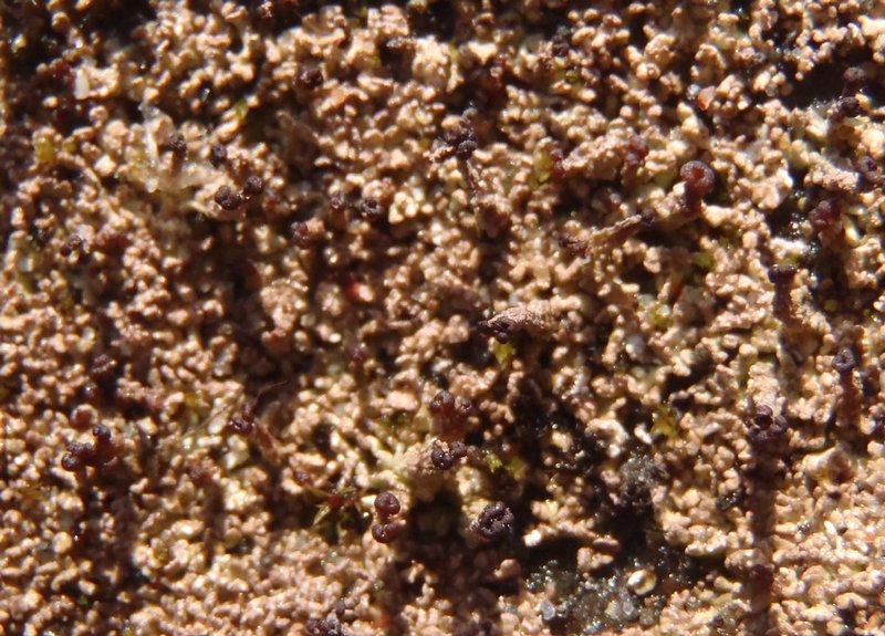 Cladonia scotteri