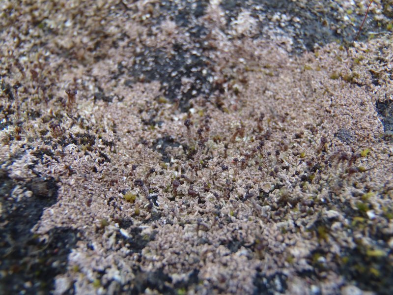 Cladonia scotteri