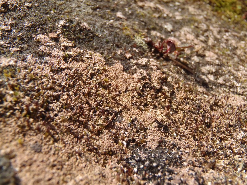Cladonia scotteri