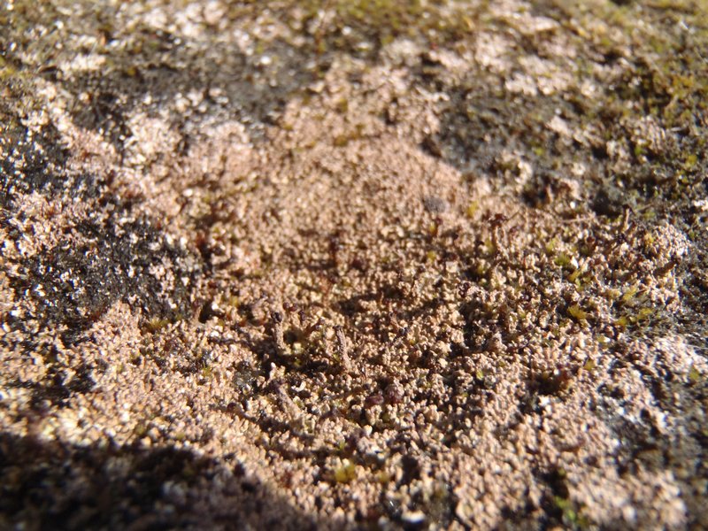 Cladonia scotteri