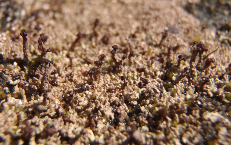 Cladonia scotteri