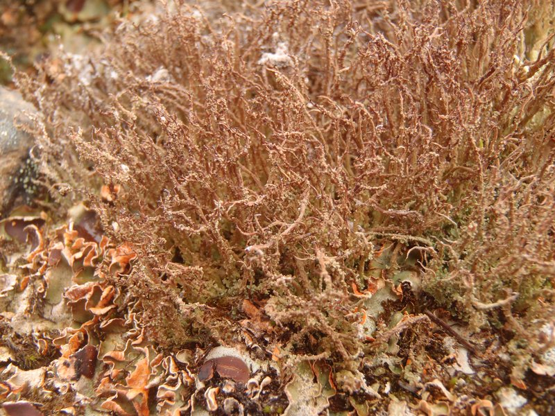 Cladonia singularis