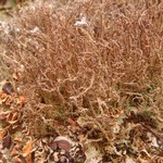 Cladonia singularis