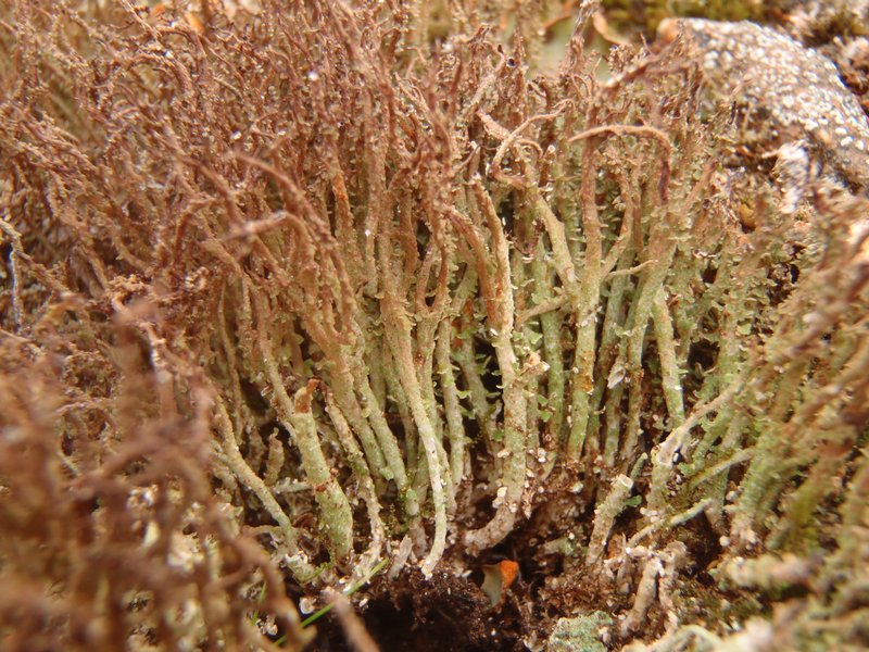 Cladonia singularis