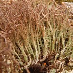 Cladonia singularis