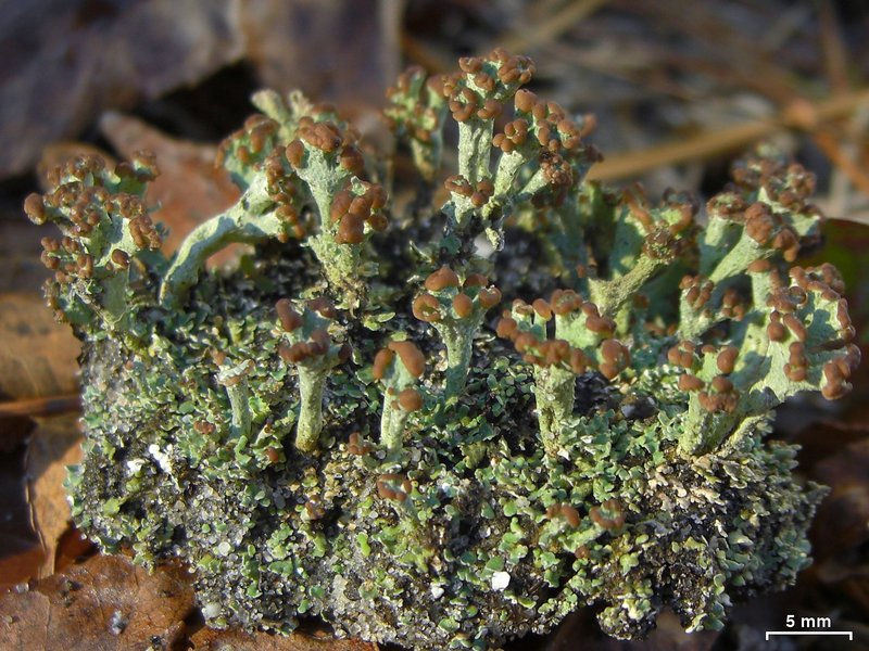 Cladonia subcariosa