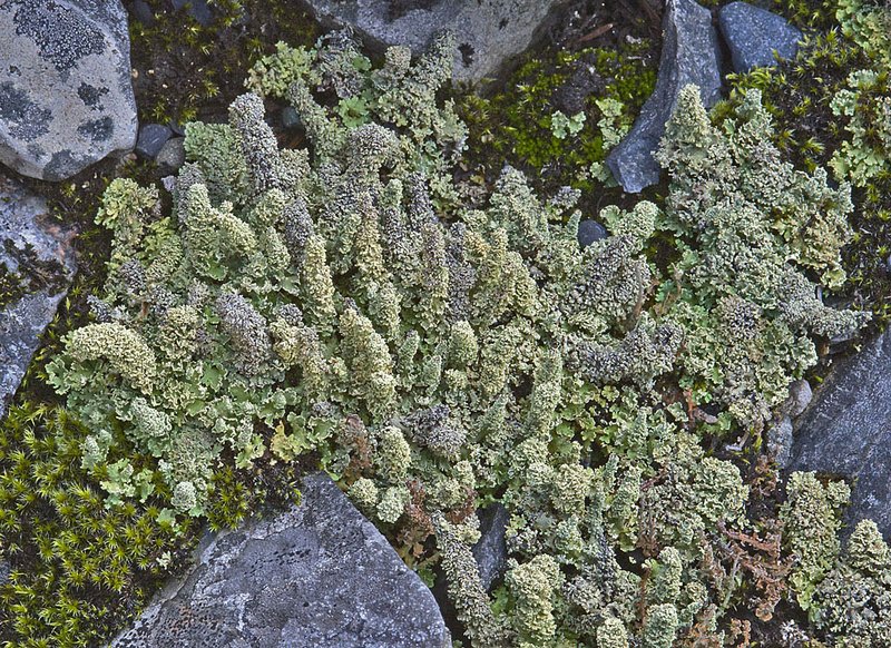 Cladonia squamosa