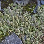 Cladonia squamosa