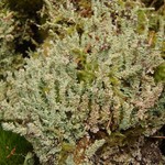 Cladonia squamosa