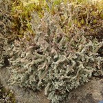 Cladonia squamosa