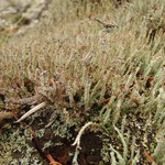 Cladonia squamosa