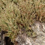 Cladonia squamosa