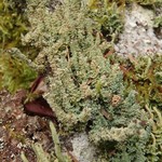 Cladonia squamosa